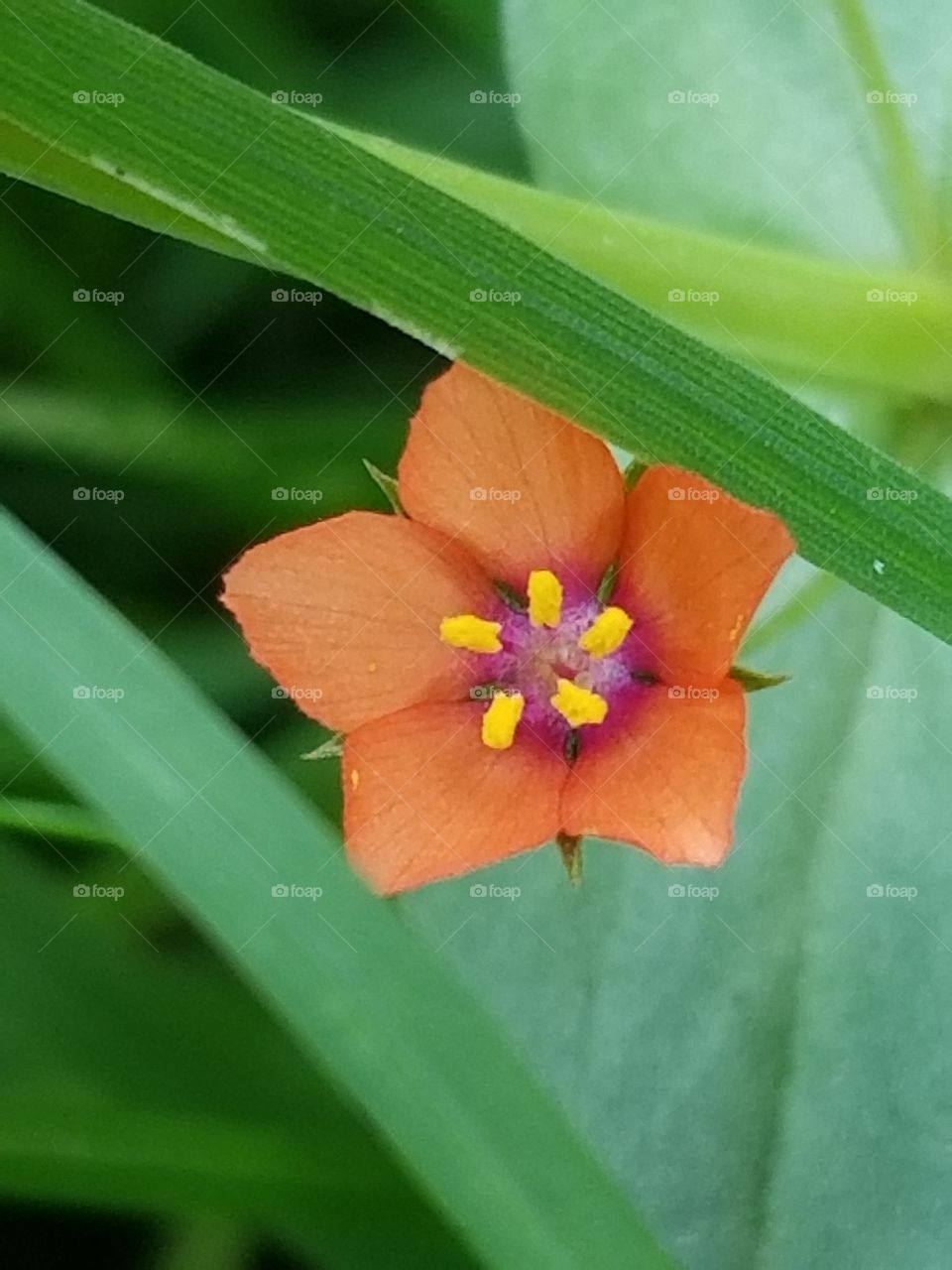 orange mini flower
