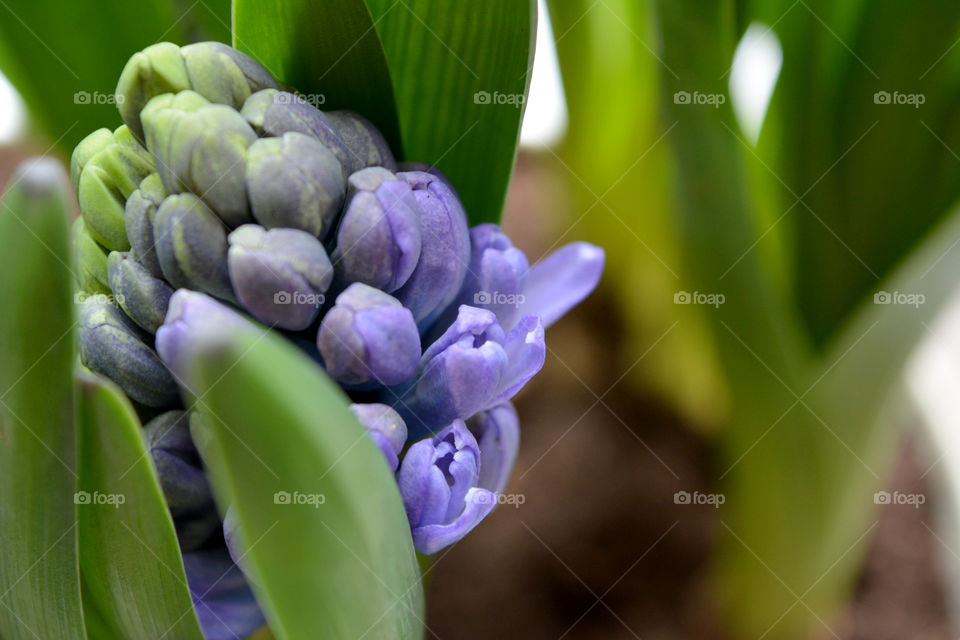 hyacinth