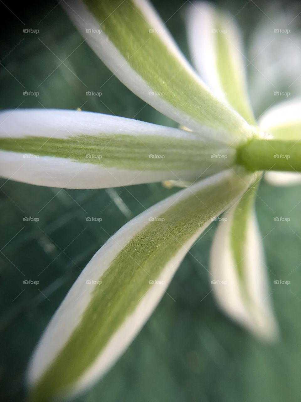 White star of Jerusalem flower- outer side close up