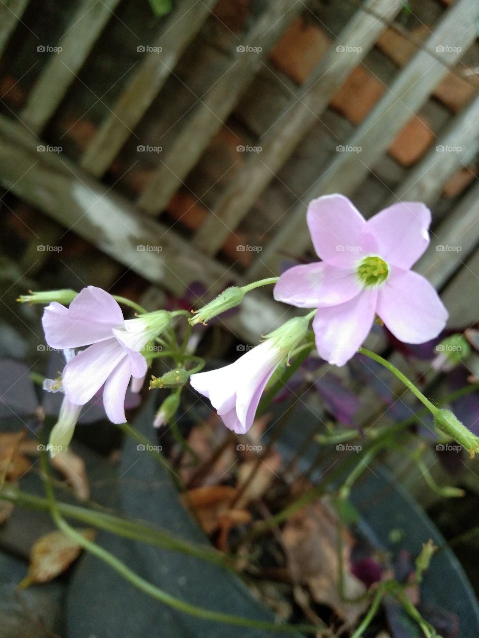 beautiful flowers bloom