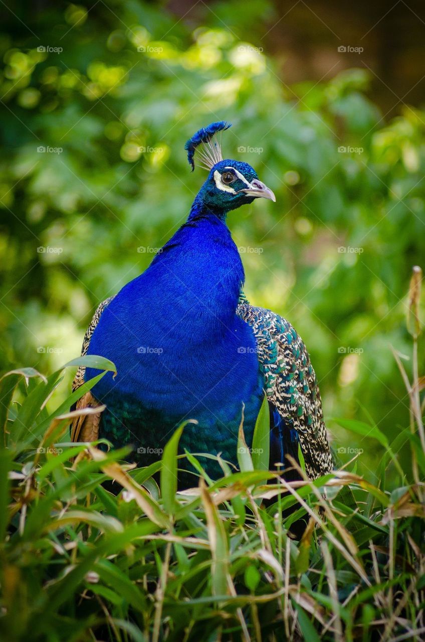 Peacock