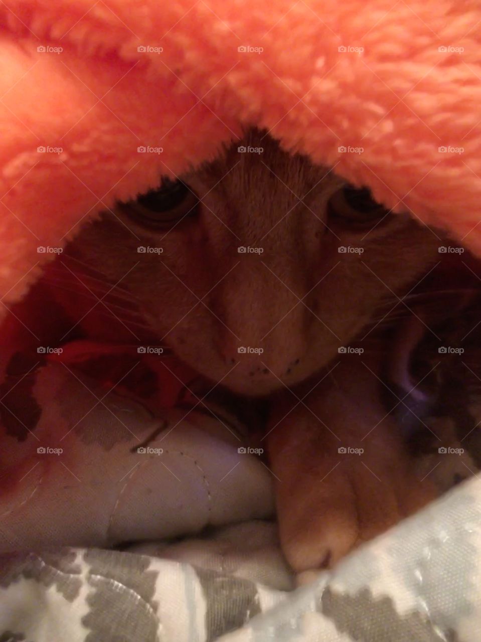 Ginger kitty under an orange blanket 