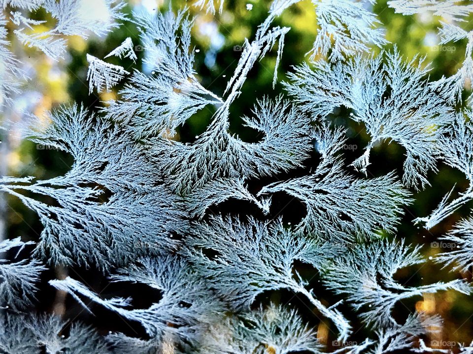 Close-up of a ice frost