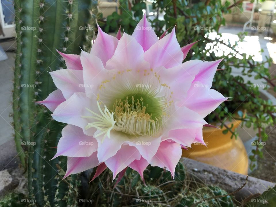 Beautiful pink and white cactus flowers!