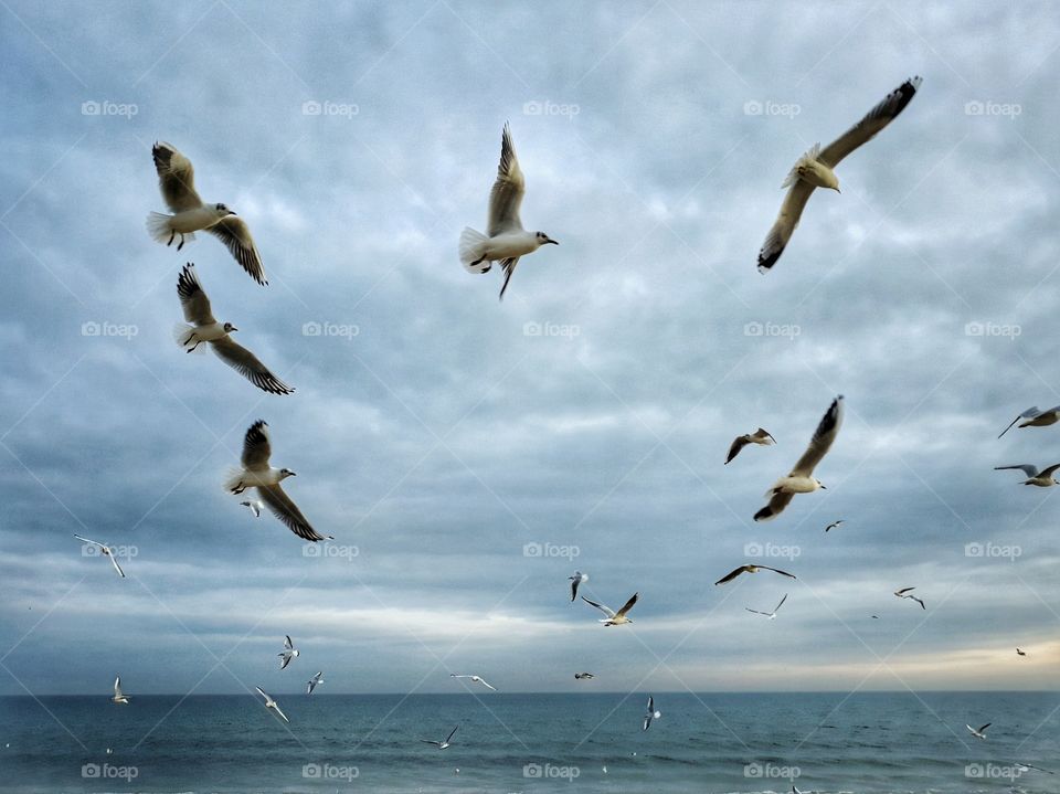 birds, sea, sky