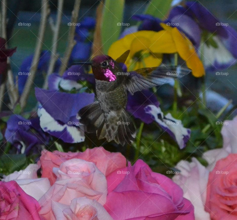 hummingbird and roses