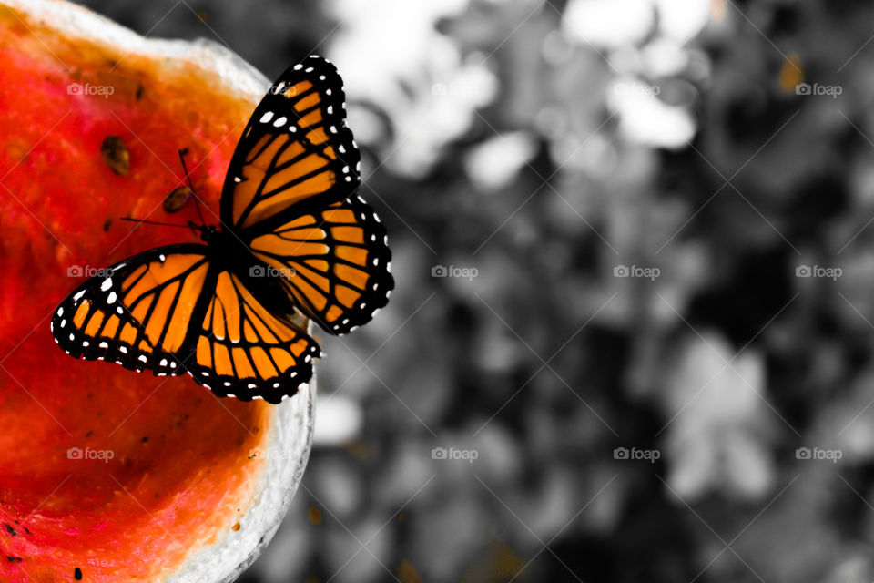 monarch butterfly on a watermelon.