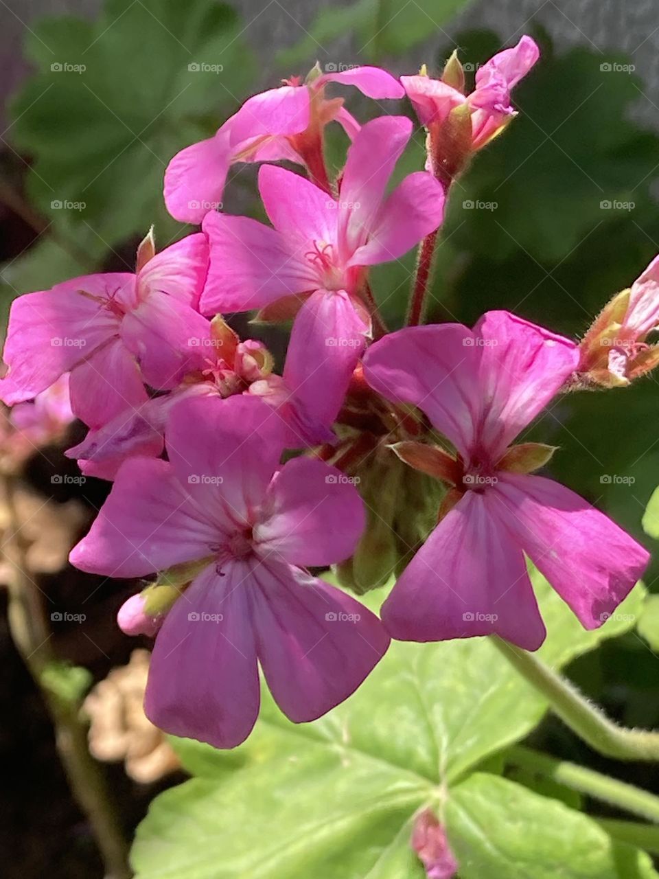 Florzinhas cor de rosa suave sobre um fundo verde e verde claro pela incidência da luminosidade.