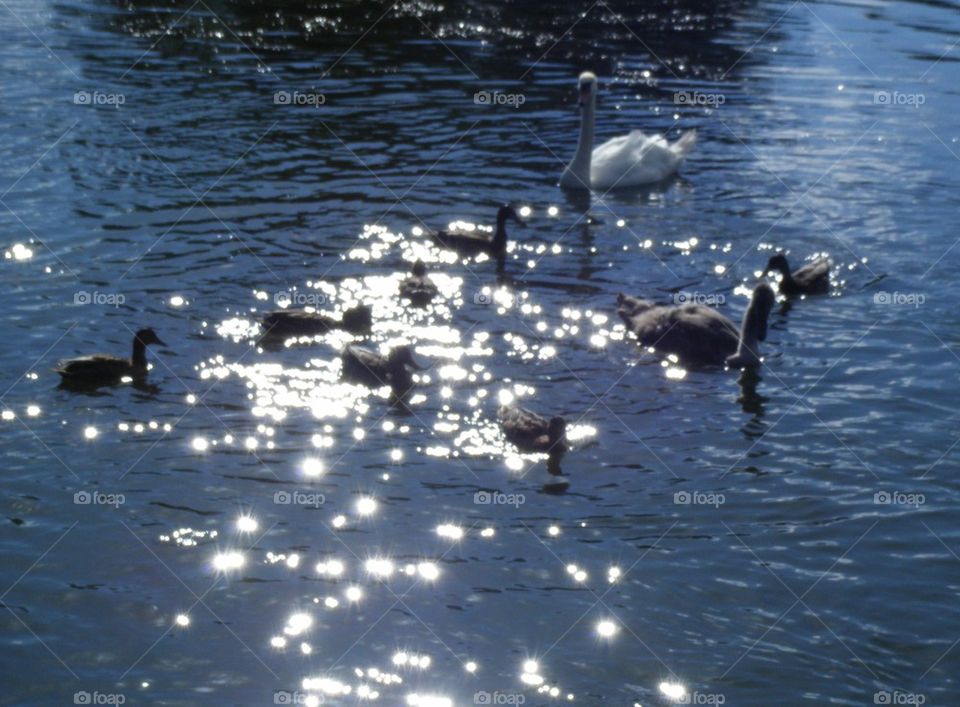 Ducks and swans