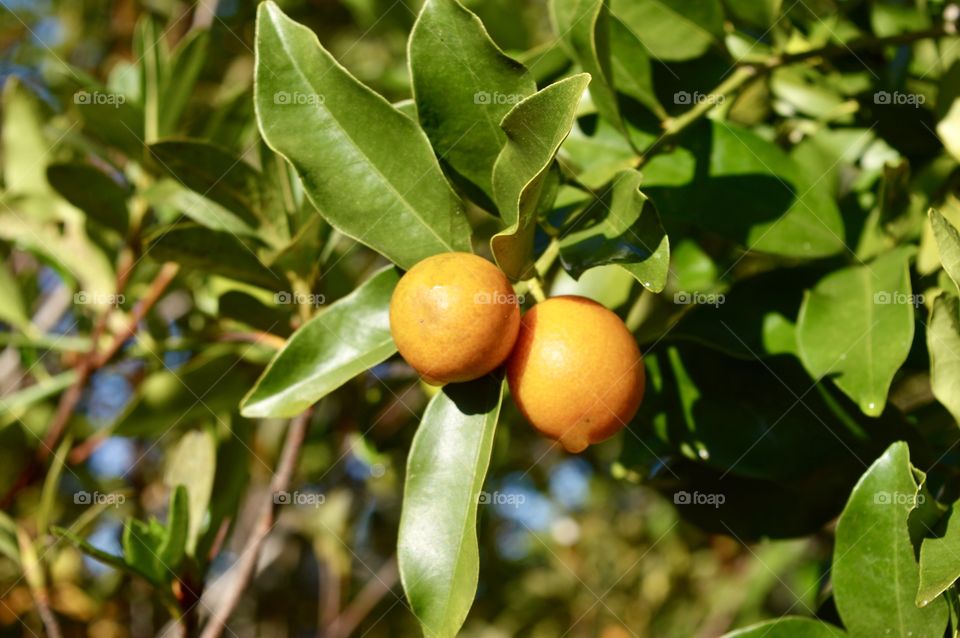 Orange kumquat citrus tree 