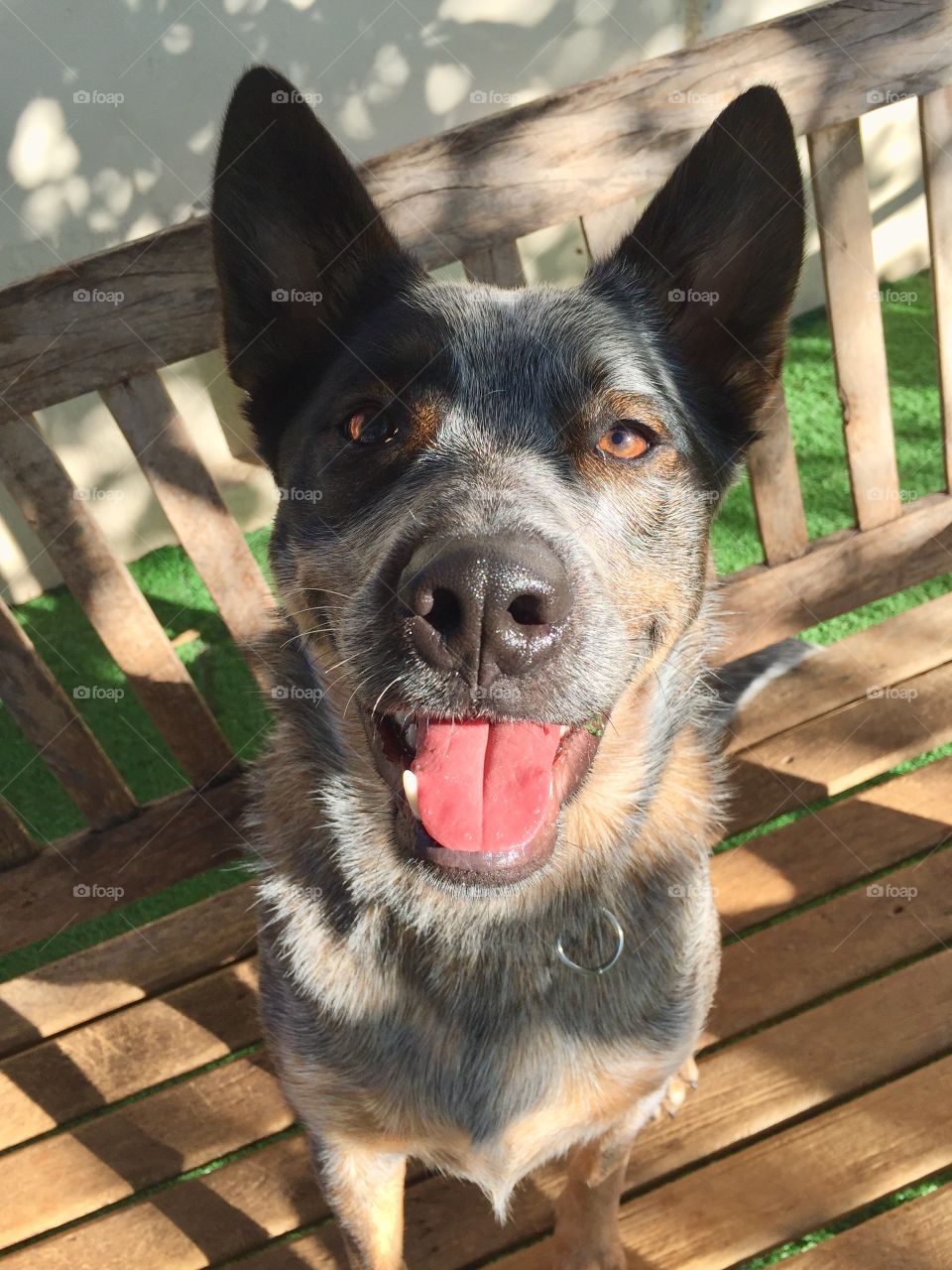 Blue Heeler
