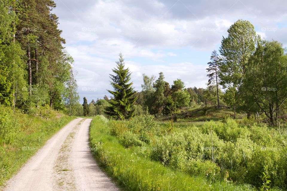 Swedish summer. Swedish summer 