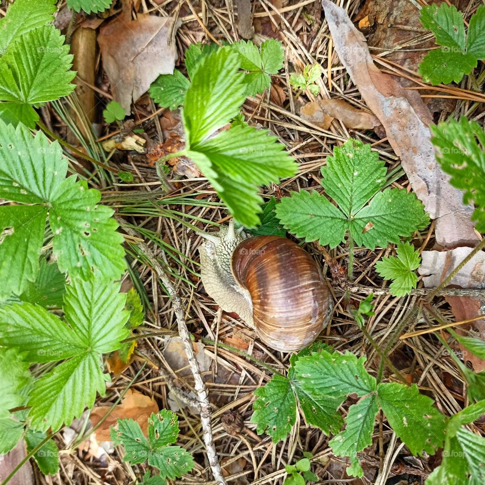 snail 🐌 on the ground spring nature