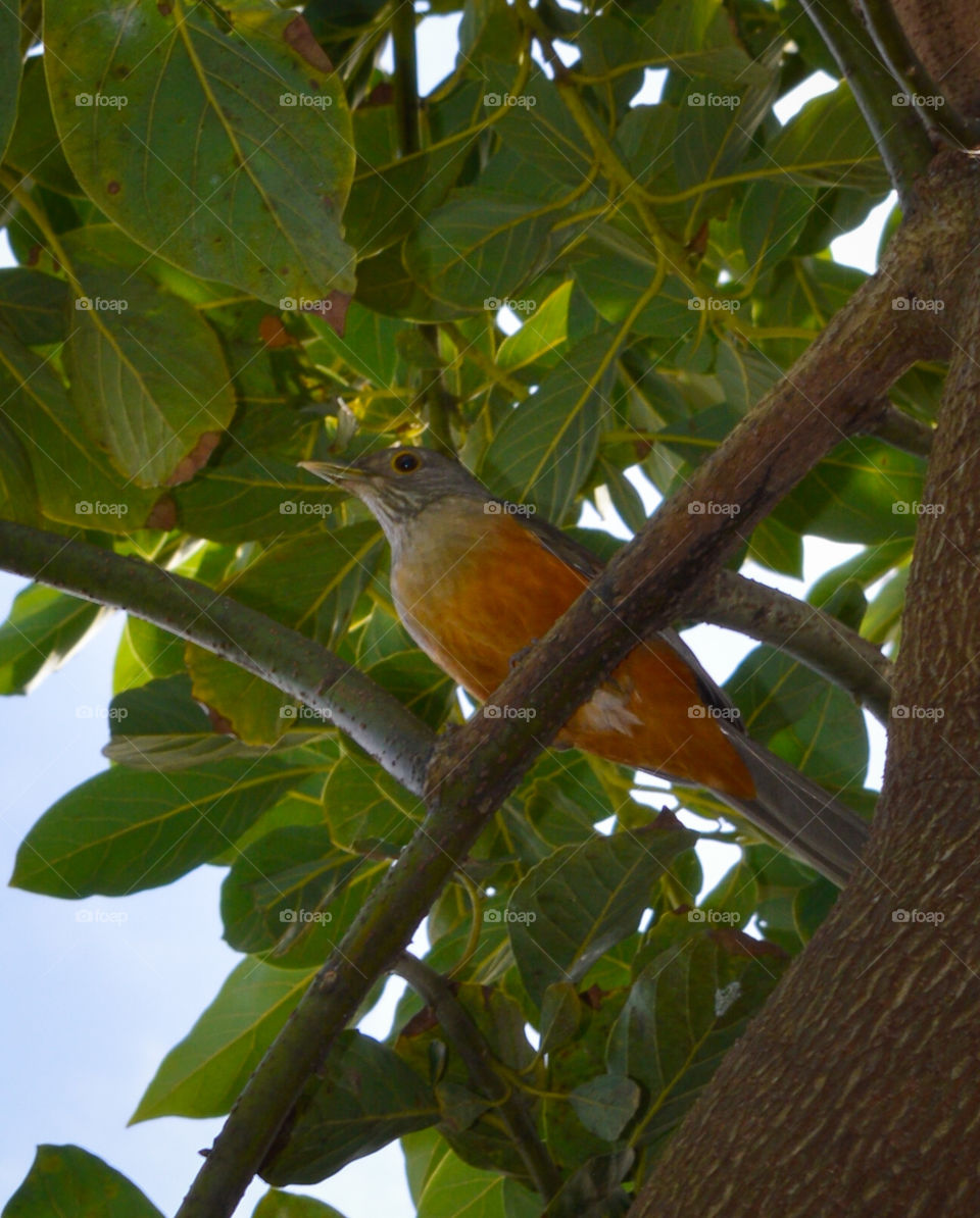 In my backyard I receive many bird visits all day