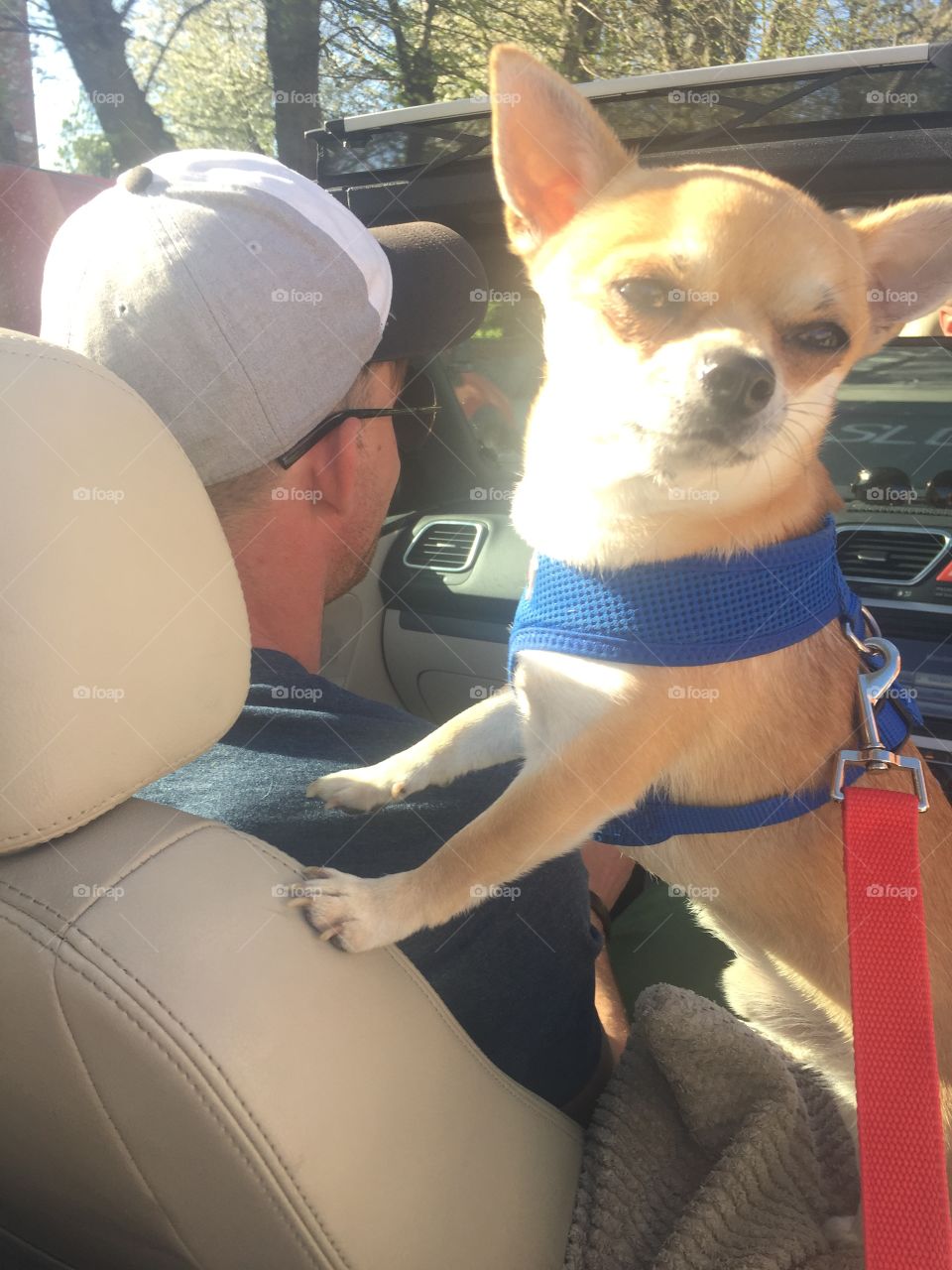 Chihuahua in the car 