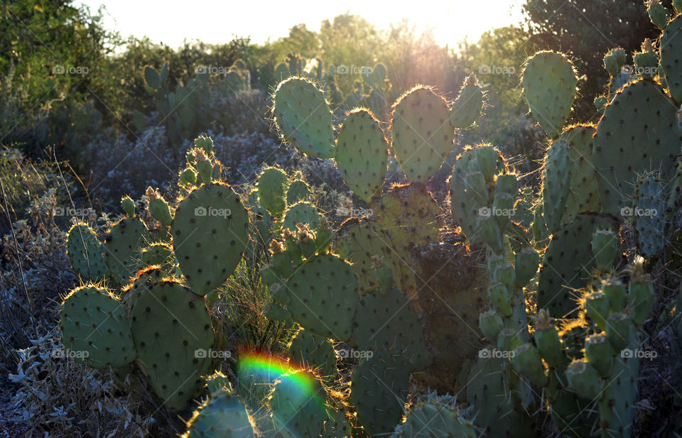 Cacti . Cacti with bright sun behind 
