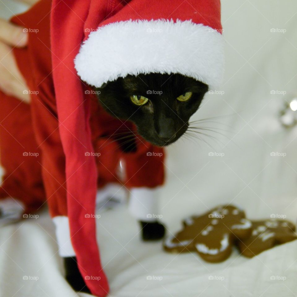 Cat santa