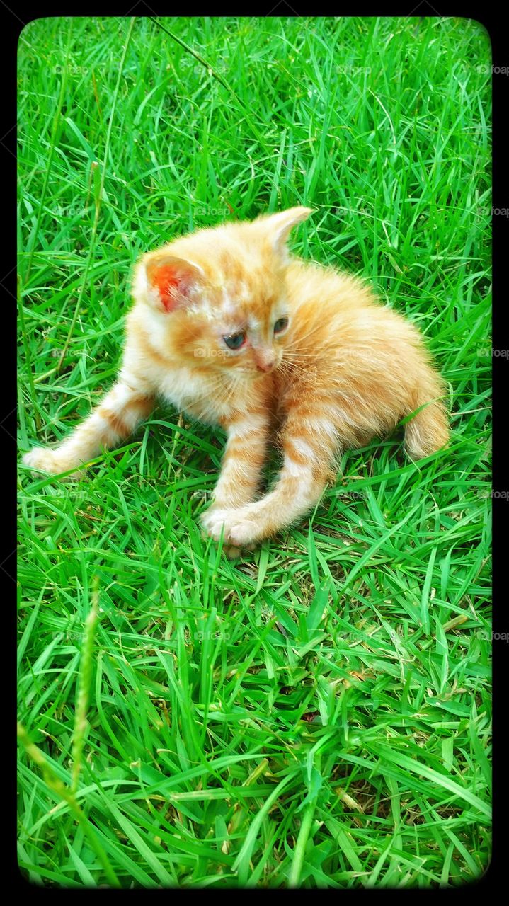 kitten playing in the grass