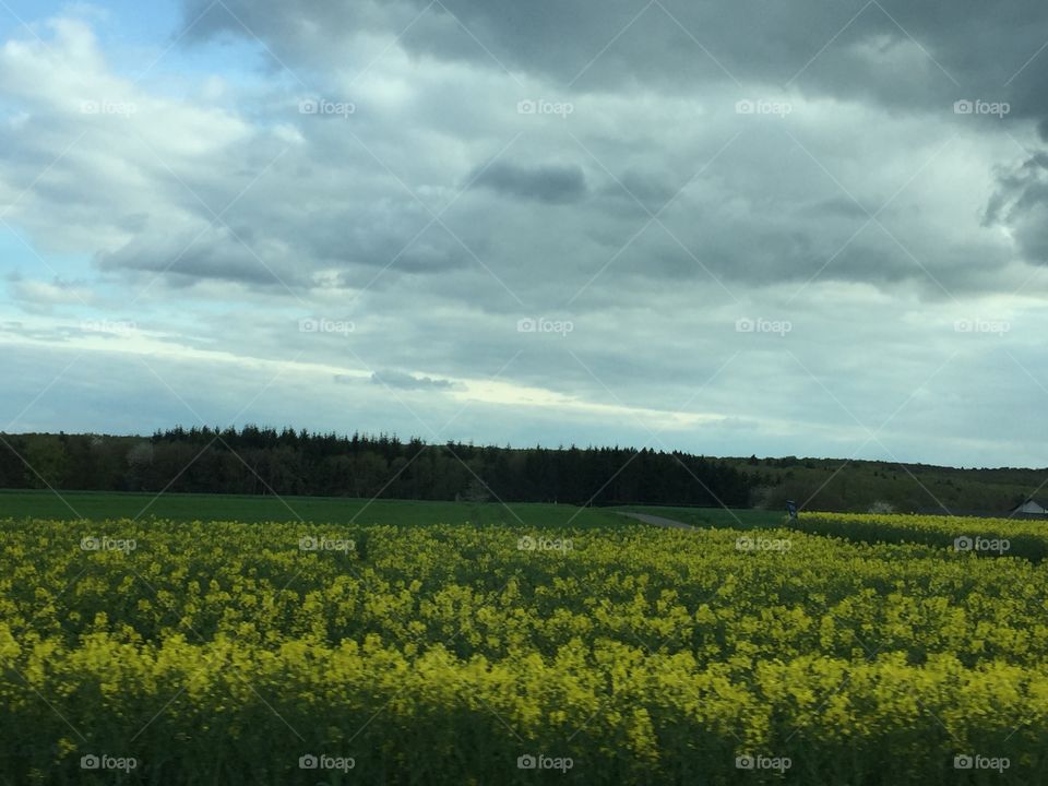 gloomy lonely greenfield