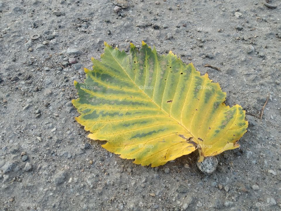 last leaves