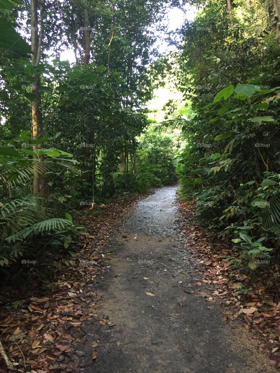Jungle trail at McRitchie reservoir park, S’pore