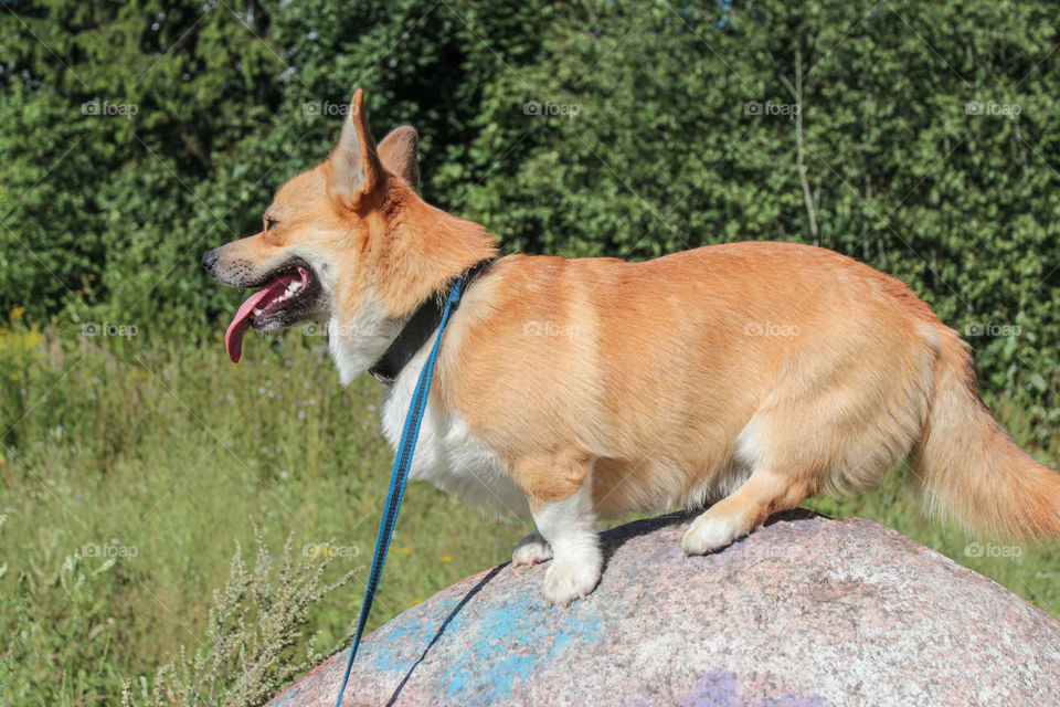 breed corgi dog for a walk