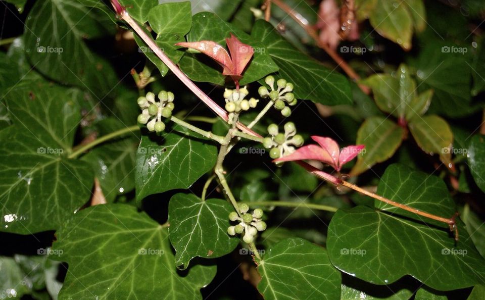 plants leaves plant berries by Petalskull