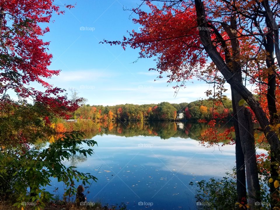 Fall, Tree, Leaf, Maple, Nature