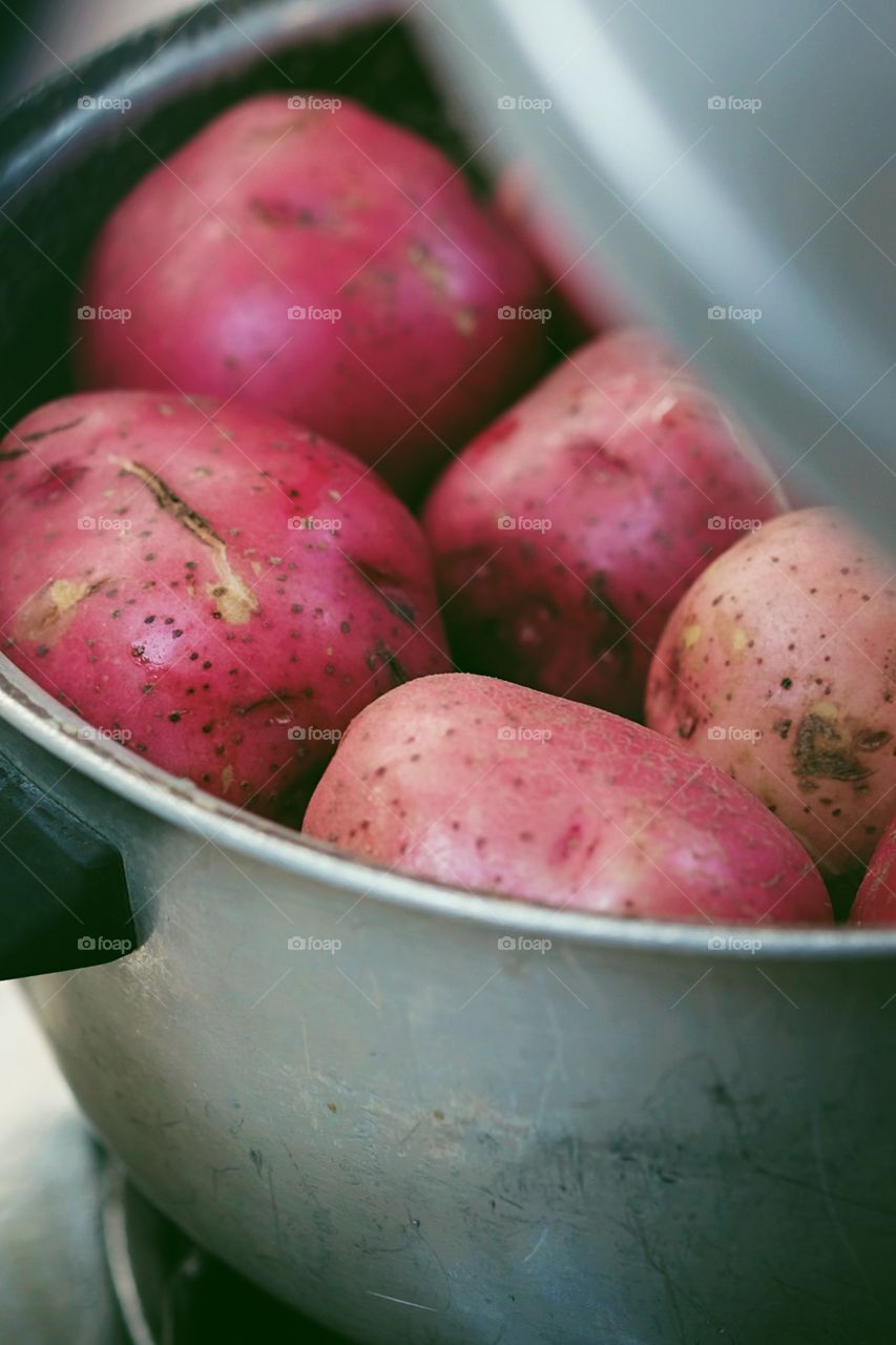 Red Potatoes in a Pot, Cooking in Thanksgiving, Boiling Potatoes, Making Dinner, Preparing a feast, Preparing Thanksgiving dinner, Traditional food, Traditional American Dishes