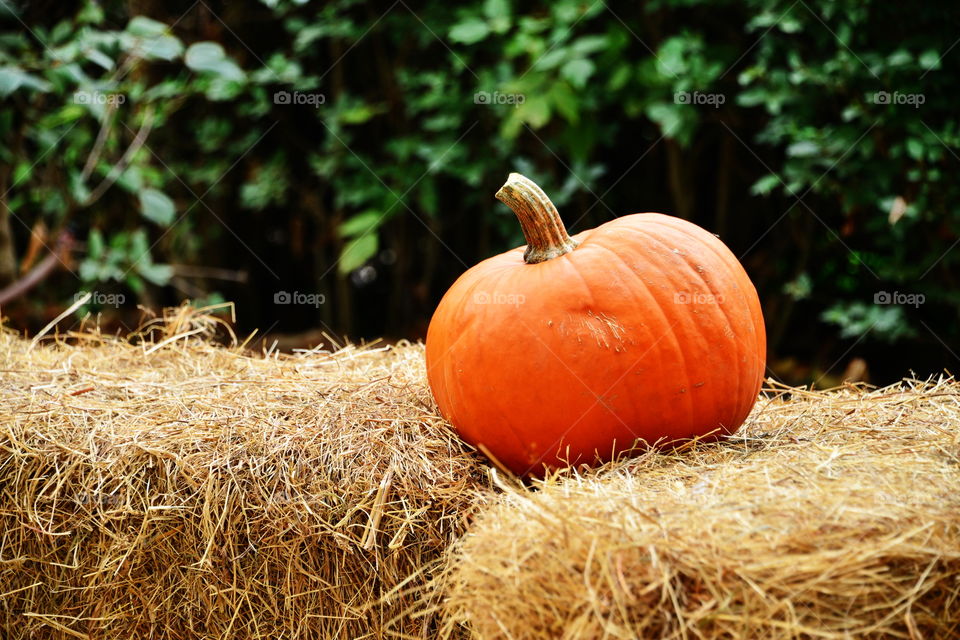 Pumpkin on straw