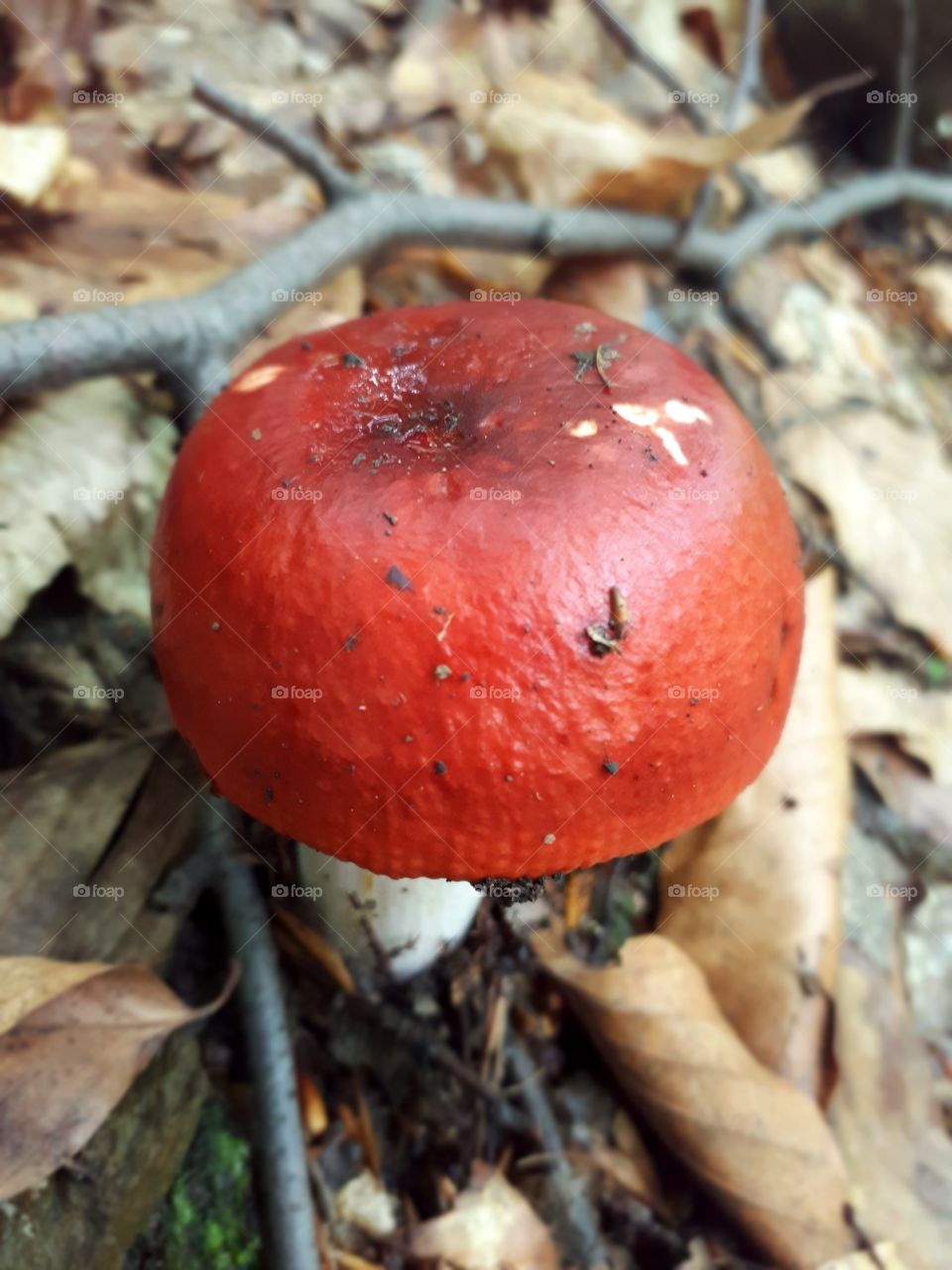 Rassula emetica (crvena krasnica)