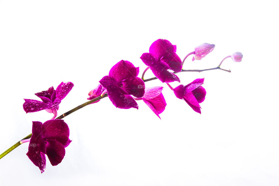 flower with white background