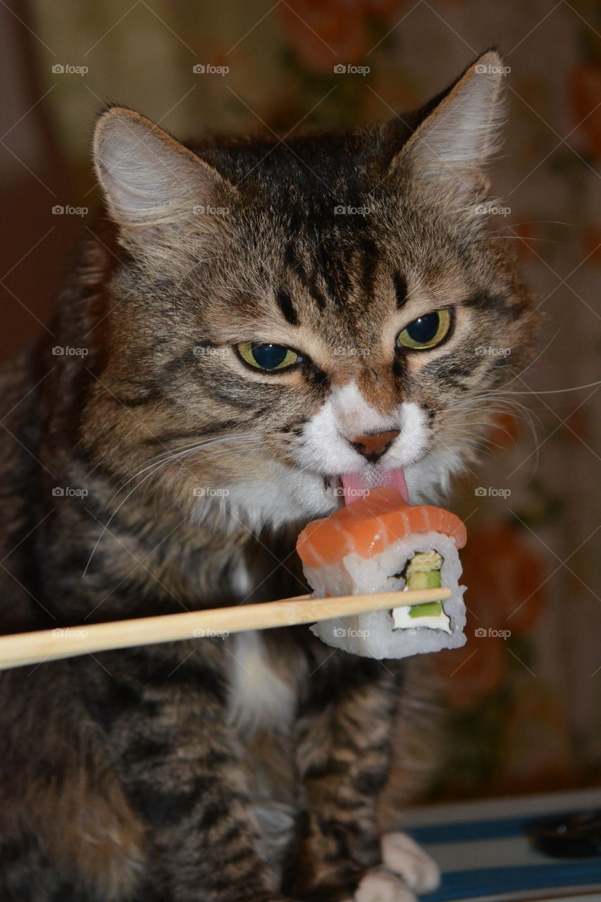 cat eating sushi