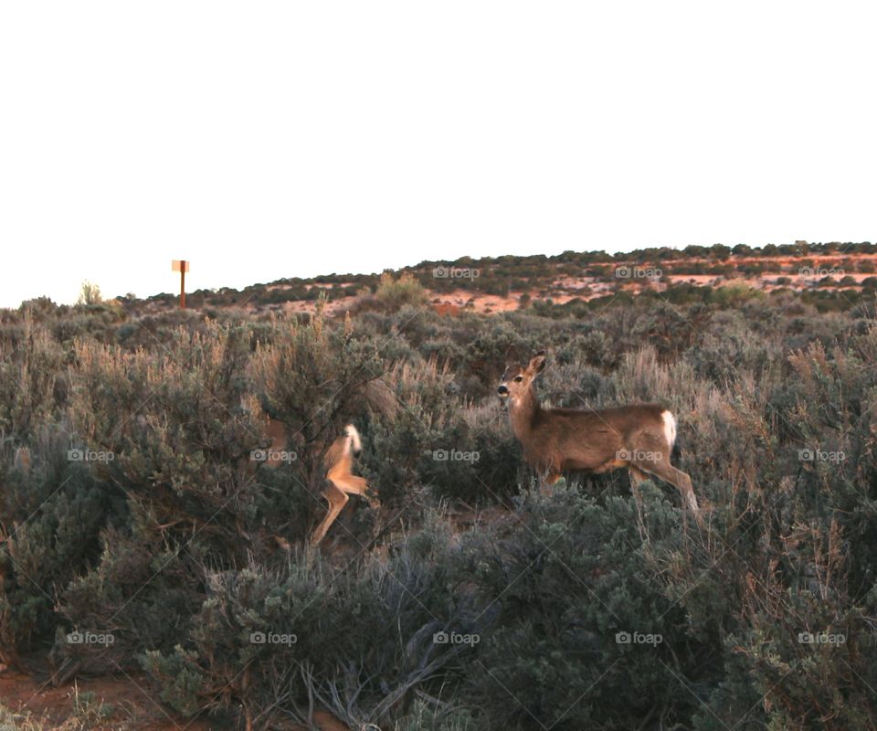 mule deer