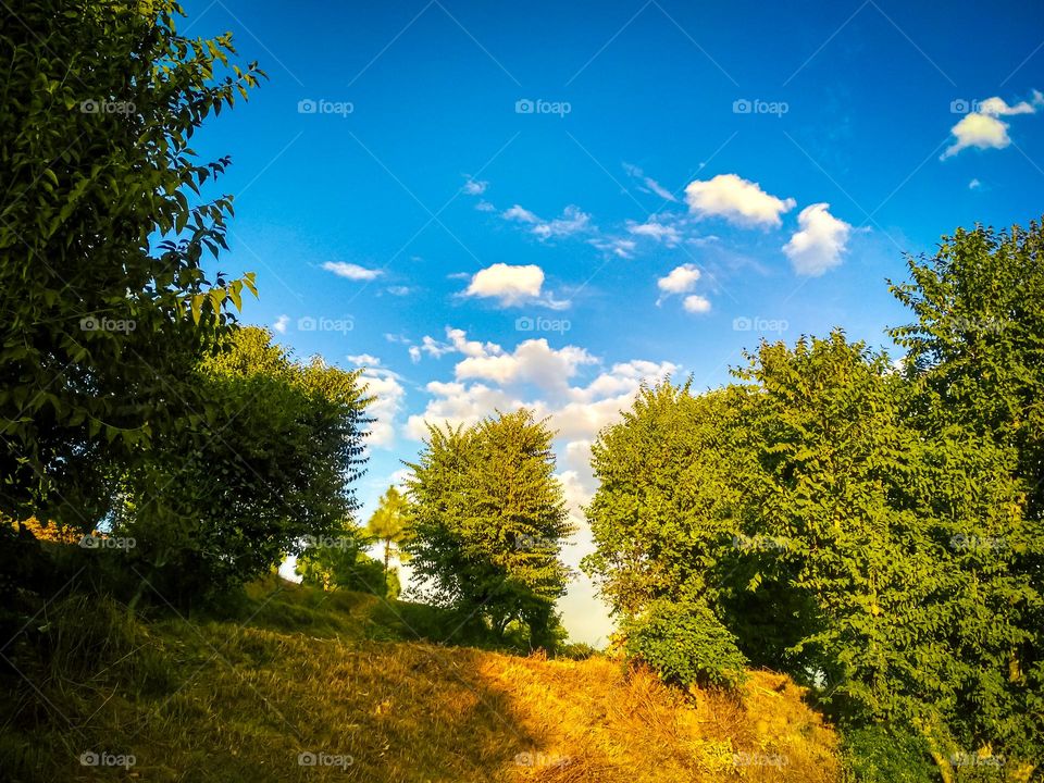 beautiful sky view in between trees