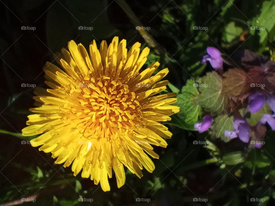 It would seem like an ordinary flower, a dandelion, but just as wonderful💚💛📷💮