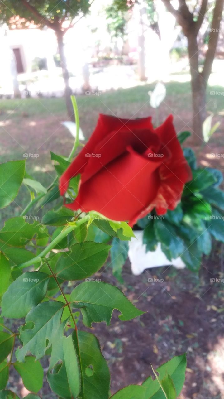 red rose