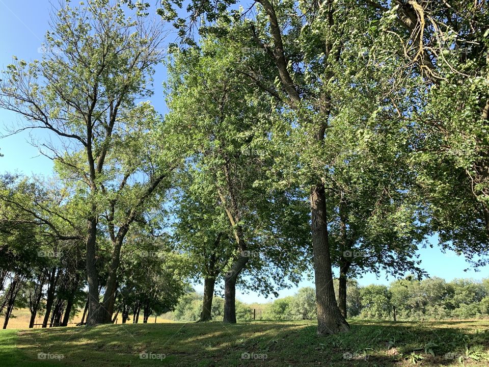 A beautiful countryside landscape with green leafy trees in the foreground and on the distant horizon