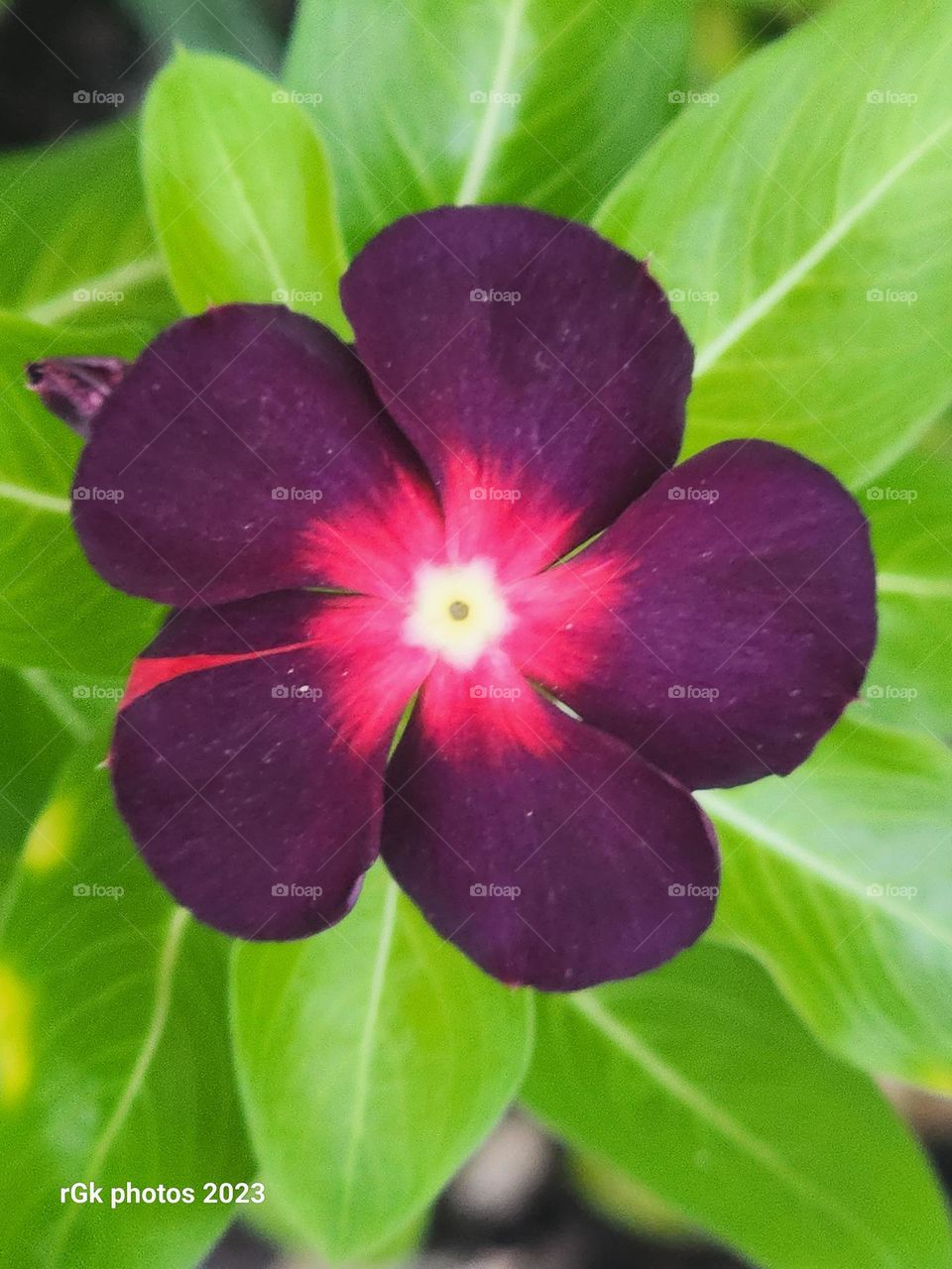 single dark vinca