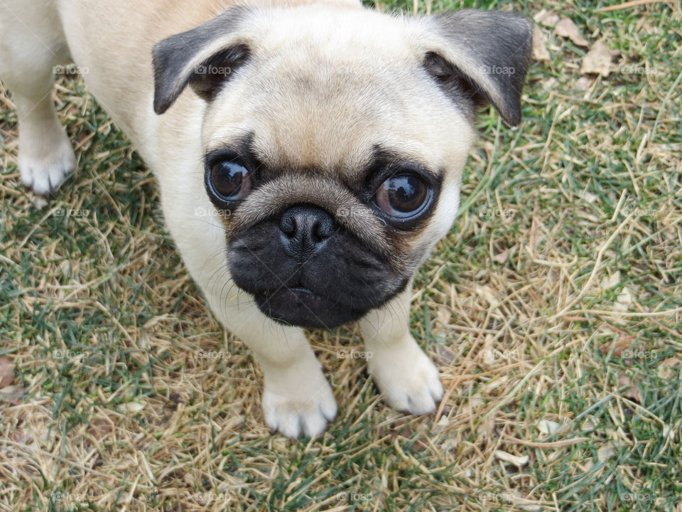 Penny Pug up close and personal
