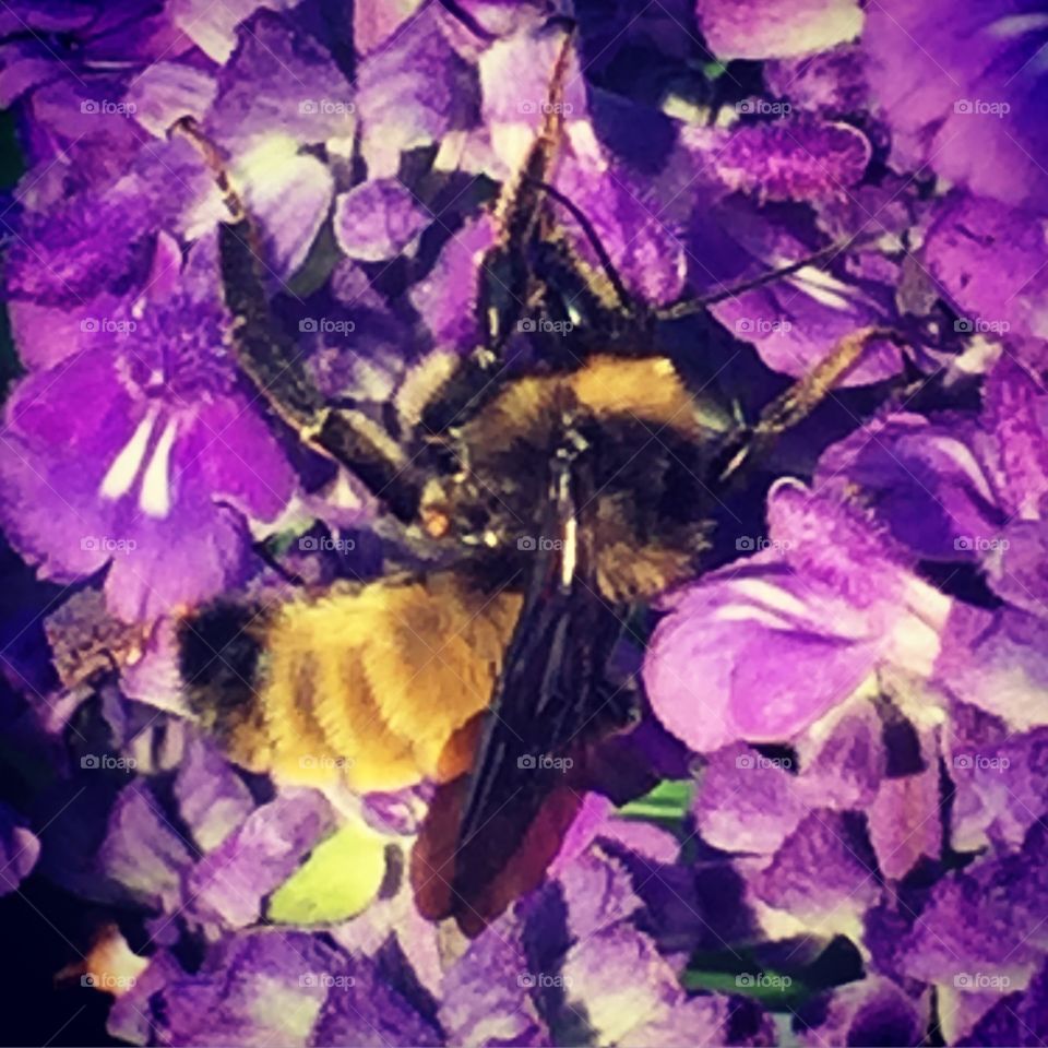 Bee in purple 