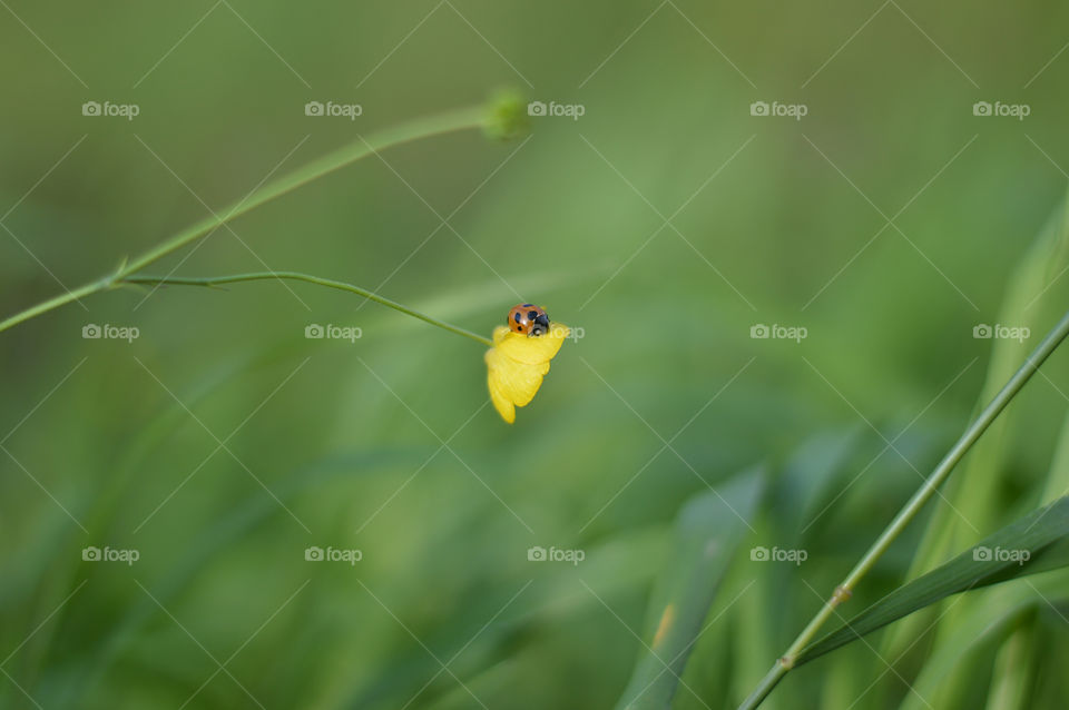 A ladybug flies on a flower. Summer is a time of flowers and warmth. Yellow flowers on a green background. Already in August, autumn will soon come and the Ladybug must look for a wintering place.