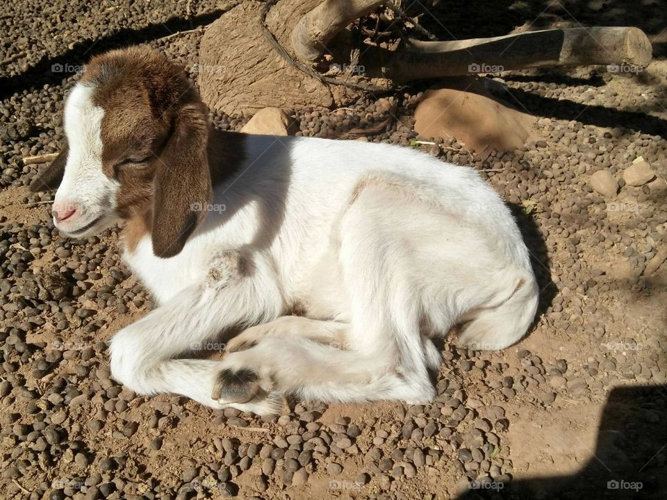 Beautiful lamb looking at camera.