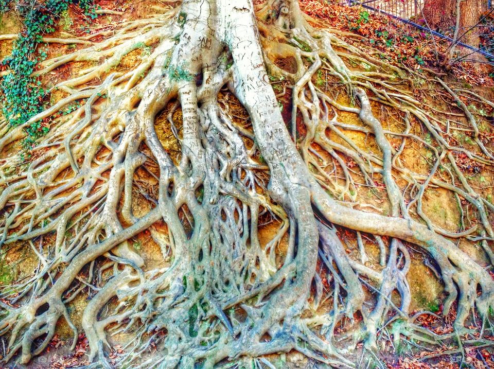 Roots . Know your roots.