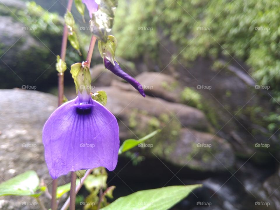 blue flower