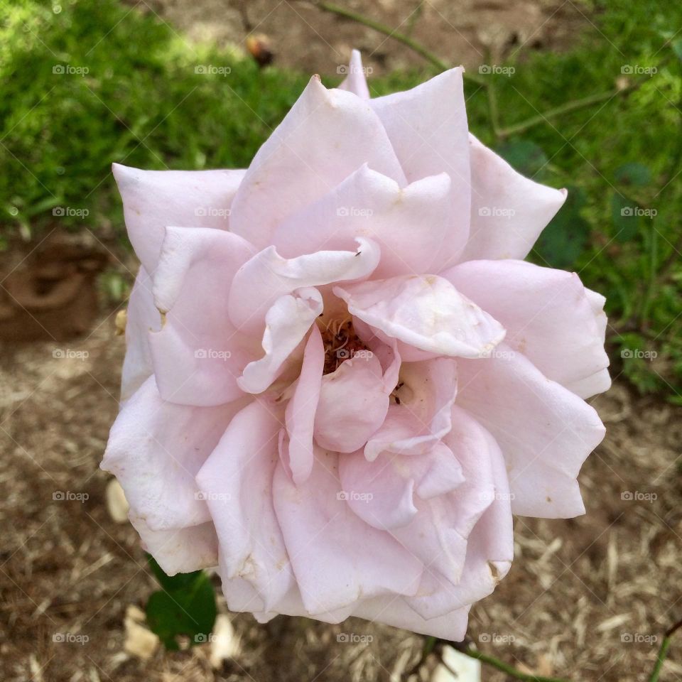 🌹 🇺🇸 Very beautiful flowers to brighten our day.  Live nature and its beauty. Did you like the delicate petals? / 🇧🇷 Flores muito bonitas para alegrar nosso dia. Viva a natureza e sua beleza. Gostaram das pétalas delicadas? 