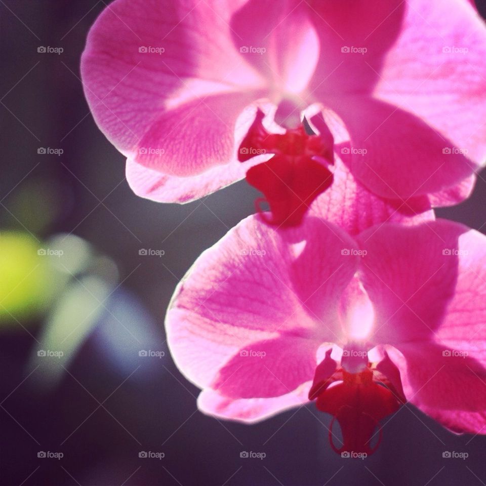 two orchids