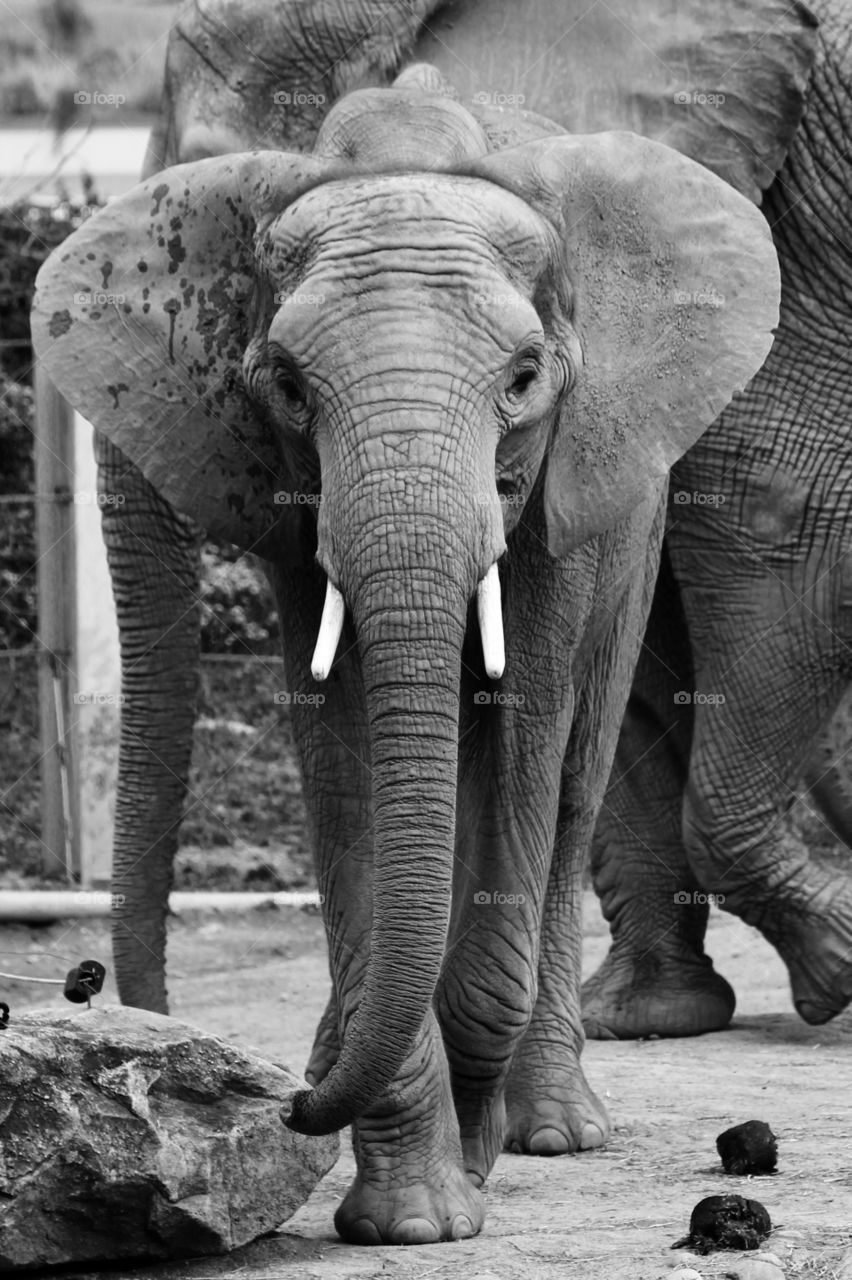 The glimpse of the elephant. A black and white photograph taken at the Pittsburgh Zoo.