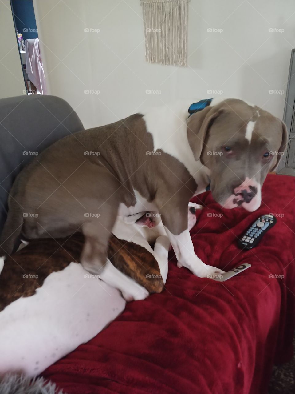rescue pitbull Jude just resting on a couch. cuddling with his sister penny lane.