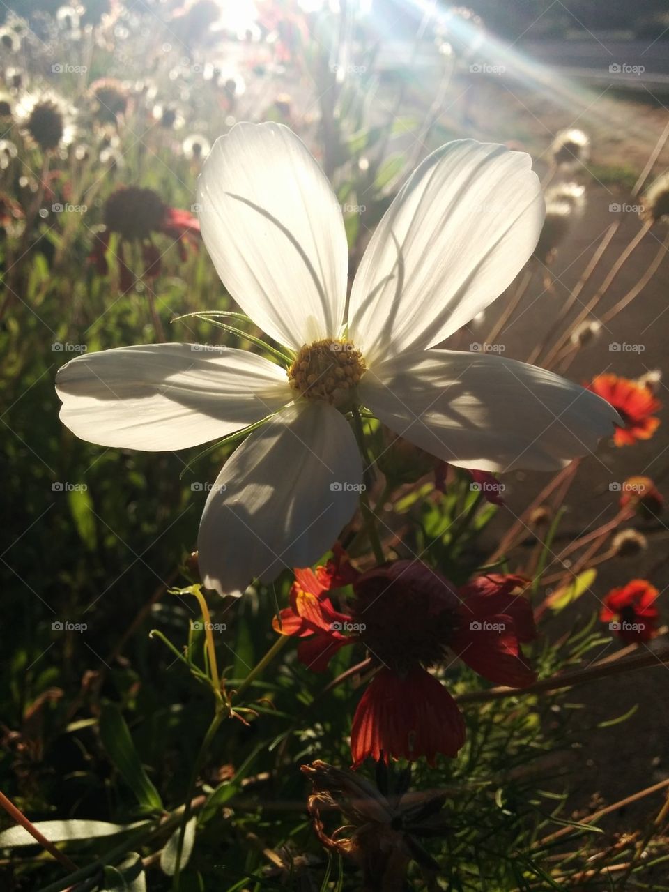 White sunny flower.